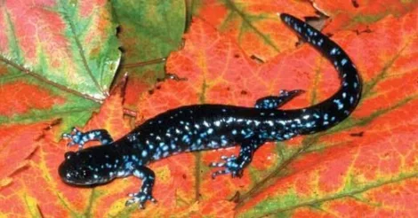 Program on blue spotted salamander of Presque Isle planned